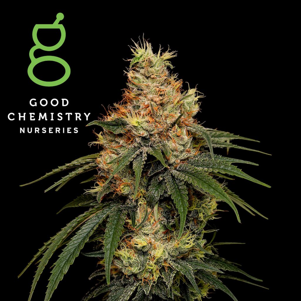 OG Kush Breath By Good Chemistry